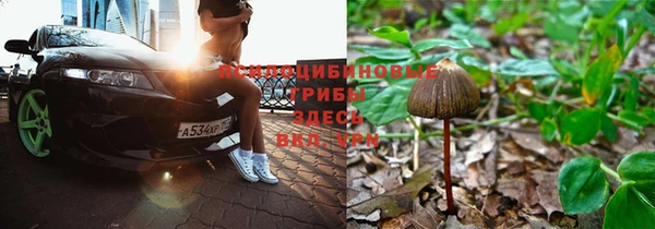 хмурый Нефтекумск